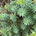 Euphorbia segetalis Blad