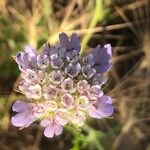 Lomelosia stellata Blüte