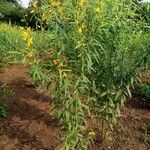 Crotalaria juncea Hábito