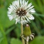 Taraxacum rubicundum Habitus