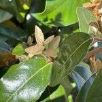 Elaeagnus × submacrophylla Hoja