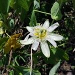 Passiflora subpeltata 花