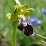 Ophrys × brigittae ফুল