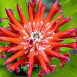 Billbergia pyramidalis Květ
