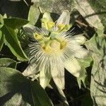 Passiflora subpeltata Flor