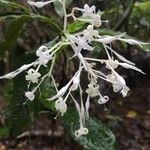 Rudgea jasminoides Çiçek