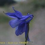 Aquilegia hirsutissima Çiçek