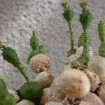 Euphorbia globosa Other