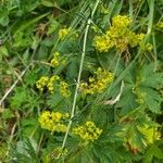 Galium verum花