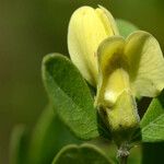 Baptisia nuttalliana Flower