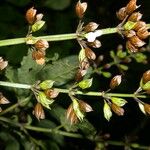 Salvia alvajaca Blomma