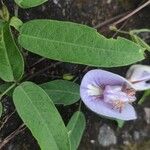 Centrosema virginianum ফুল