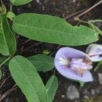 Centrosema virginianum Flor