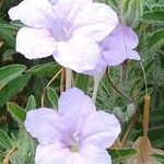 Ruellia humilis Цвят