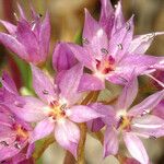 Allium bisceptrum Flower