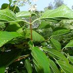 Hydrangea arborescens Листок