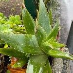 Aloe maculata Leaf