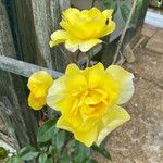 Rosa foetidaVirág