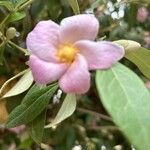 Lagunaria patersonia പുഷ്പം