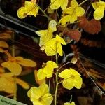 Epimedium perralderianum Flower