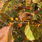 Celastrus orbiculatus Fruit