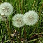 Taraxacum rubicundum 花