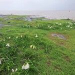 Crinum latifolium Flor