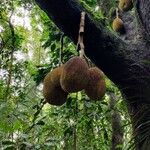 Artocarpus integer Fruit