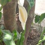 Spathiphyllum wallisiiFlower