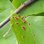 Tilia cordata Leaf