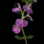 Pedicularis bifida Hábito