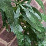 Erigeron sumatrensis Leaf