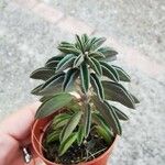Peperomia asperula Hoja