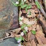 Claytonia caroliniana ফুল