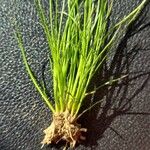 Juncus bufoniusFolla