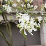 Amelanchier × grandiflora Flower