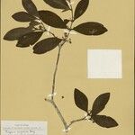Eugenia eurycheila Leaf