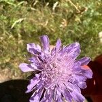 Knautia arvensis Flower