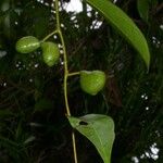 Anomospermum reticulatum Fruit