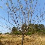 Guazuma ulmifolia Habitat