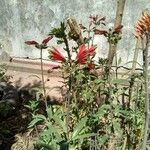 Alstroemeria psittacina Flower