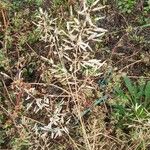 Eragrostis minor Floare