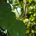 Gigasiphon macrosiphon Leaf
