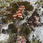 Sempervivum arachnoideum Ffrwyth