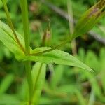 Mimulus ringens Feuille