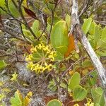 Stenocarpus tremuloides Blüte