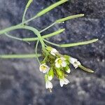 Arabidopsis thaliana Blomma