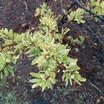 Rhamnus lycioides Blad