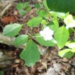 Pseuderanthemum repandum