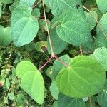 Cercidiphyllum japonicum Leaf